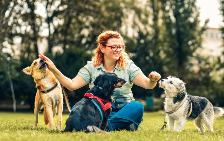 A happy dog walker sitting on the grass with three enthusiastic dogs